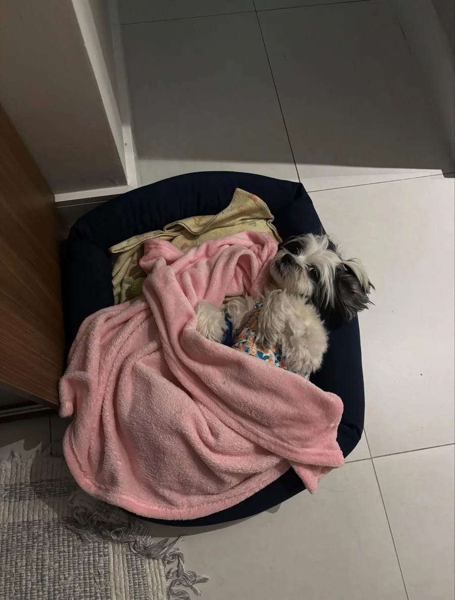 Exame de imagem na You Petz Saúde Animal
